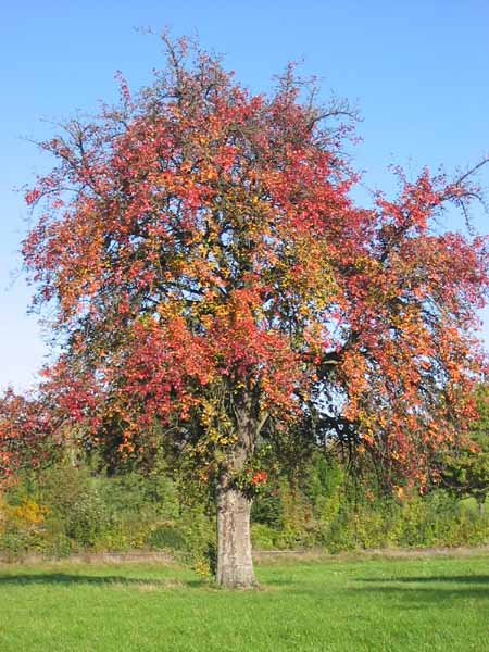 ein schöner Herbstbaum