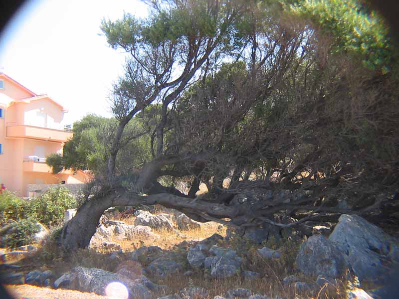 Olivenbaum - vom Wind gezeichnet
