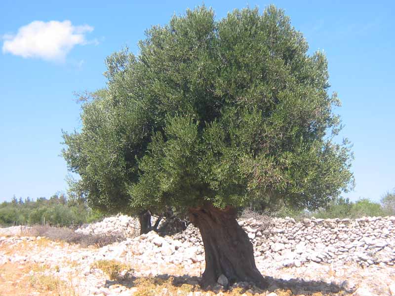 ein stattlicher Olivenbaum