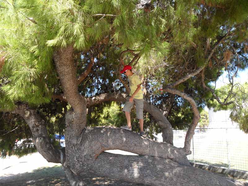 auf dem Baum kletterte er auch Jahre zuvor