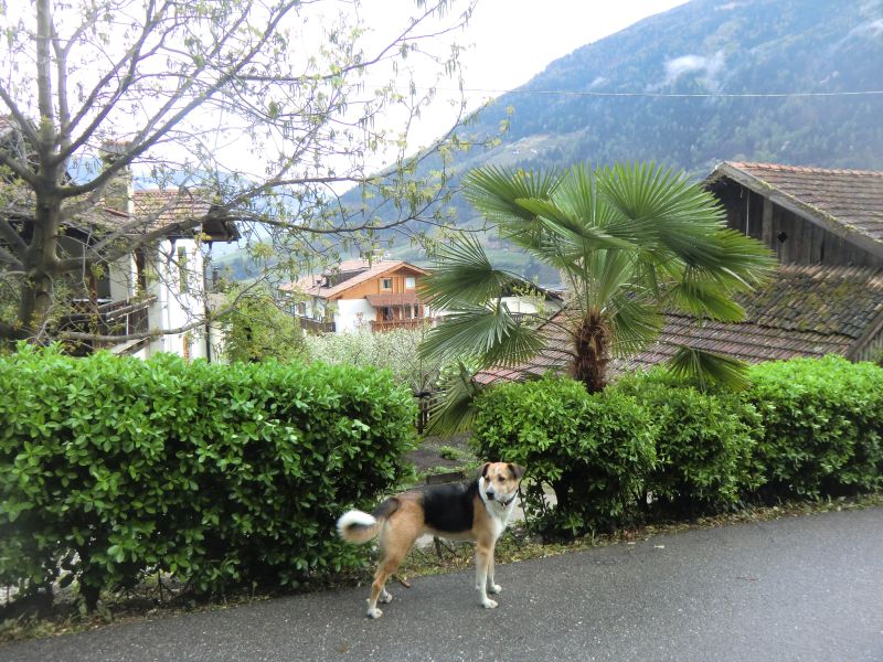 Palme in Südtirol