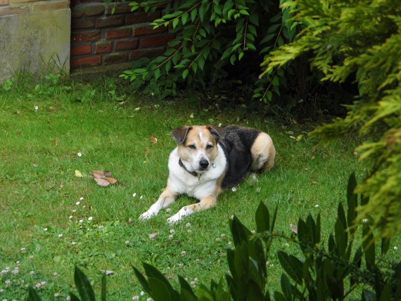 Rudi entspannt im FeWo-Garten