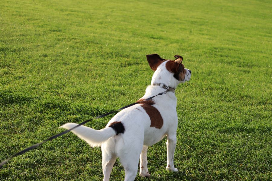 Benni nimmst cool, was der Wind macht