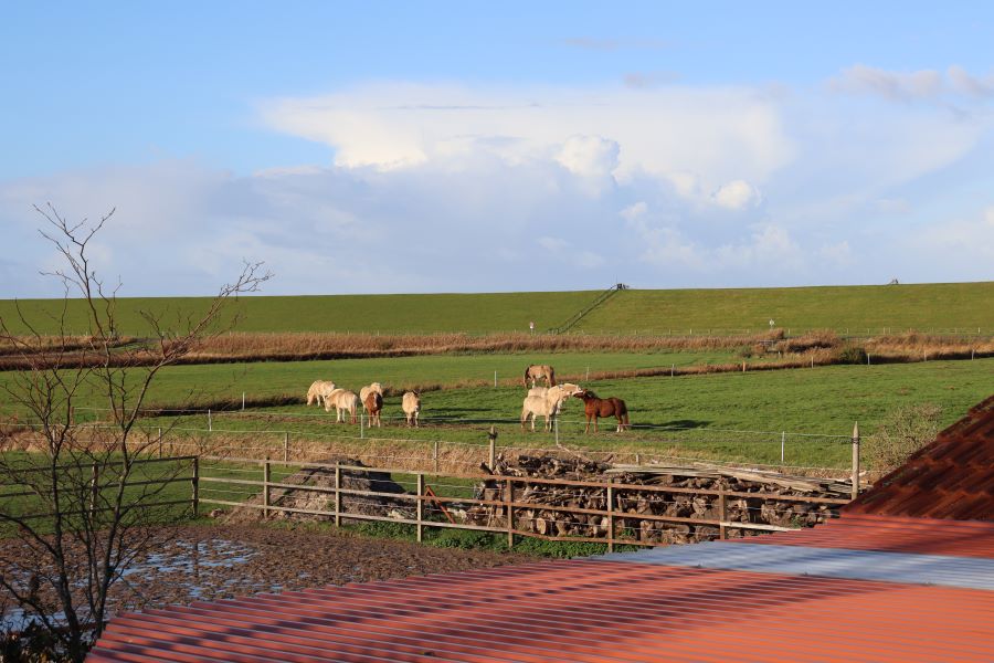 Pferdekoppel landseitig des Deiches