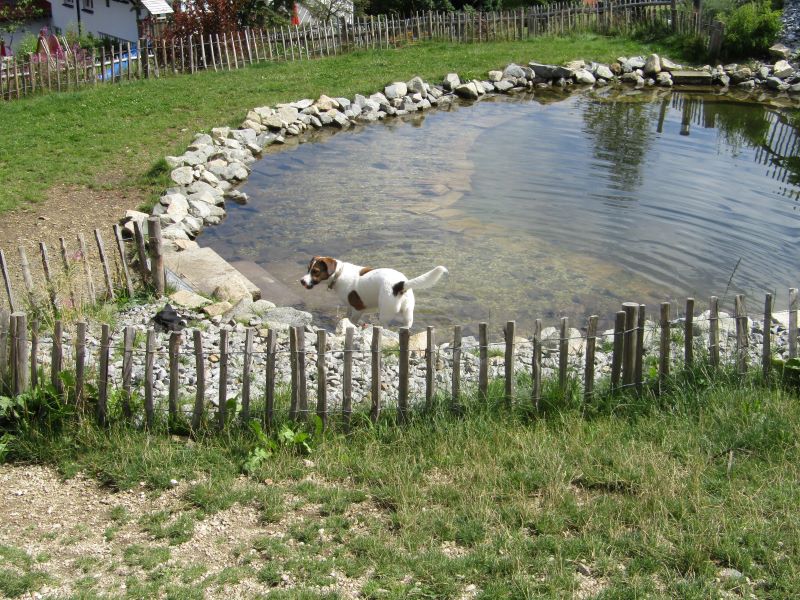 Benni im Teich