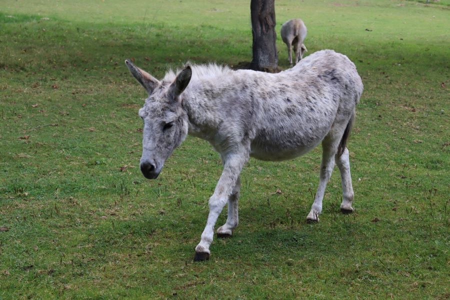 ein Esel - live und in natura