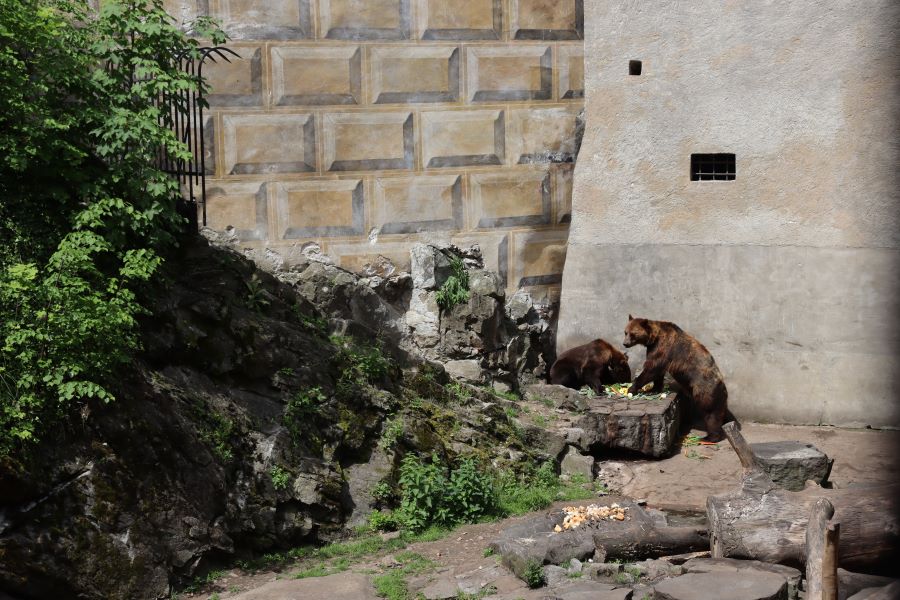 Bärengehege am Schloss